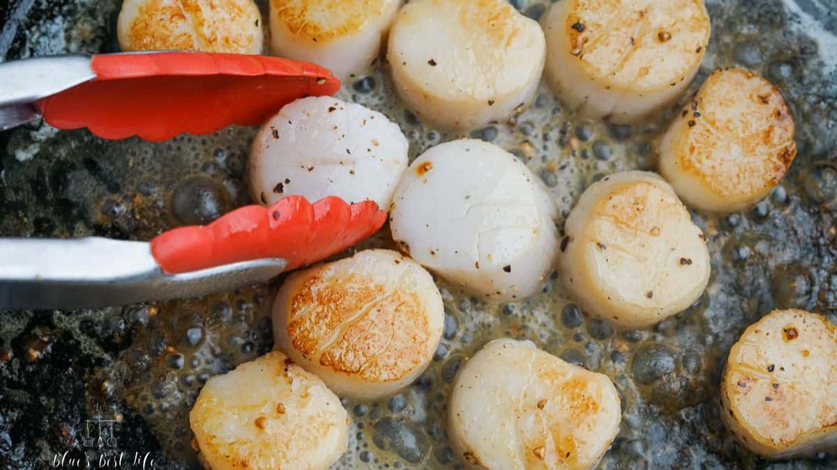 Mushroom Truffle Risotto With Cast Iron Seared Scallops