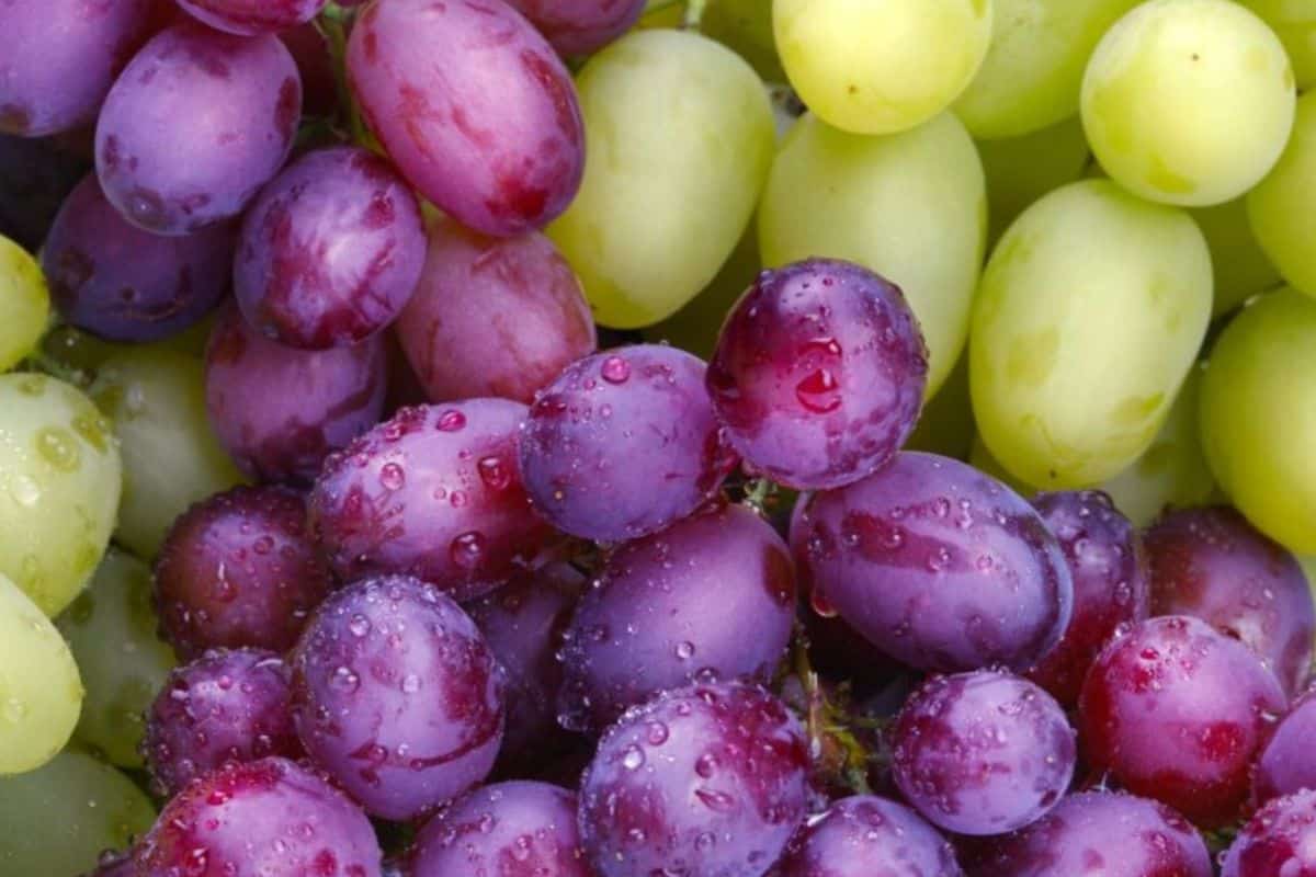Grapes