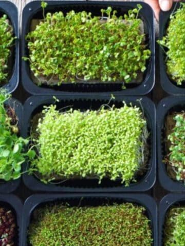 mico greens Credits: Depositphotos