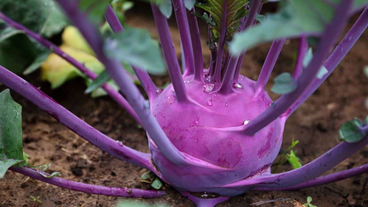 Kohlrabi