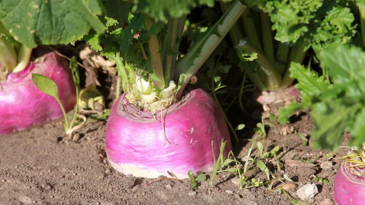 Turnips