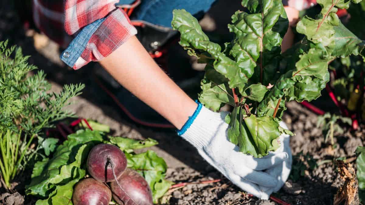 beets in garden
