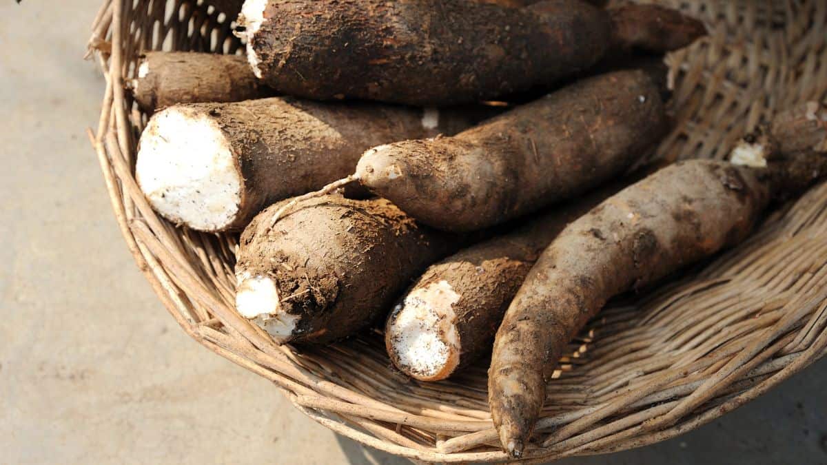cassava