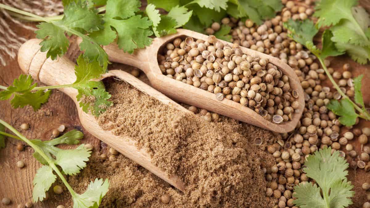coriander seeds