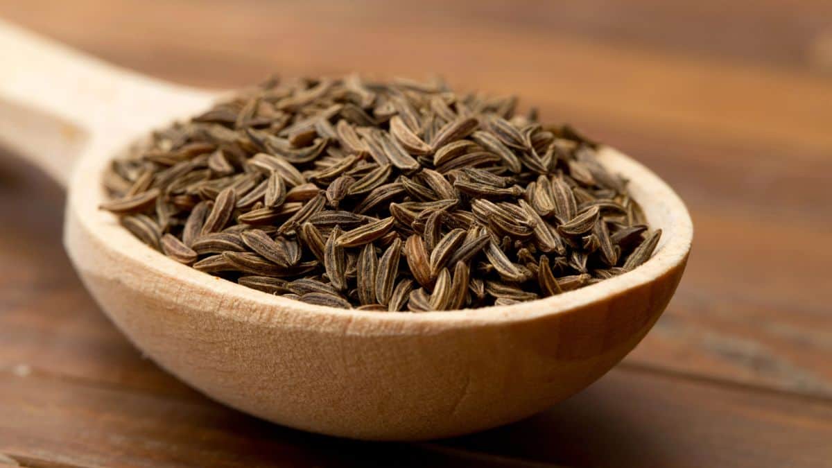 cumin seeds