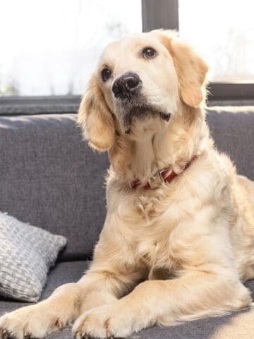 dog on couch