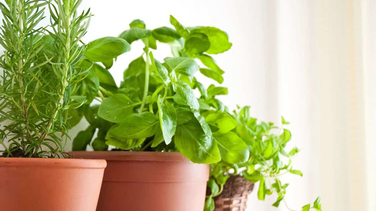 herbs in pots