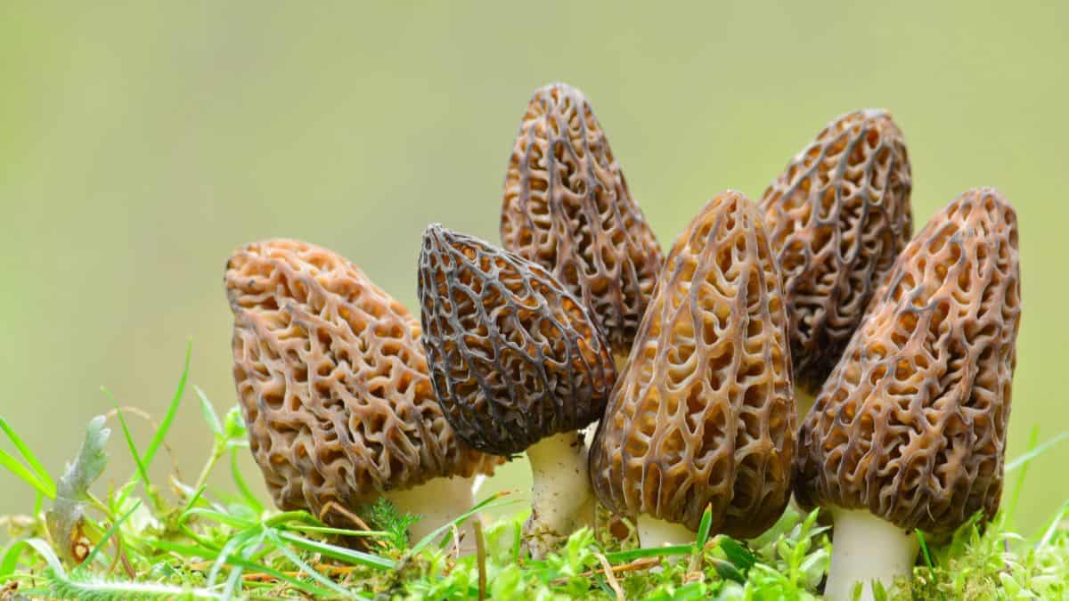 morel mushrooms