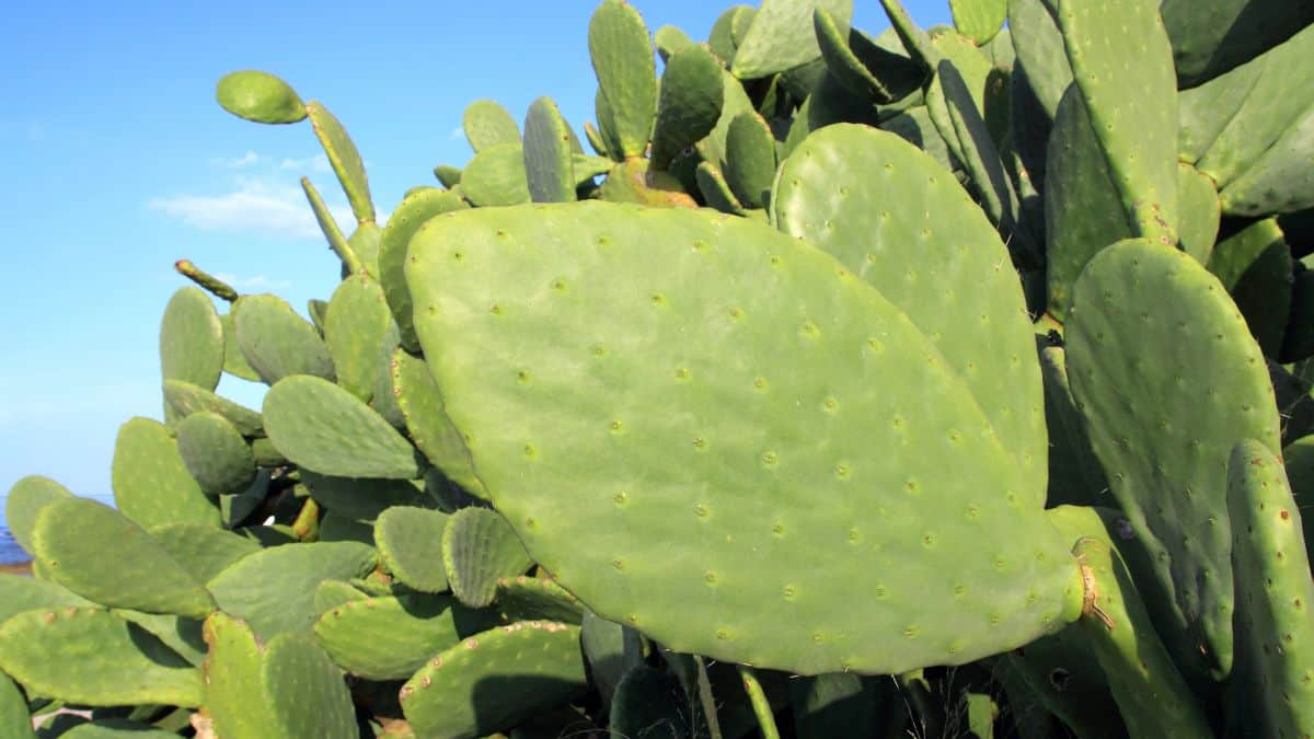 nopal cactus