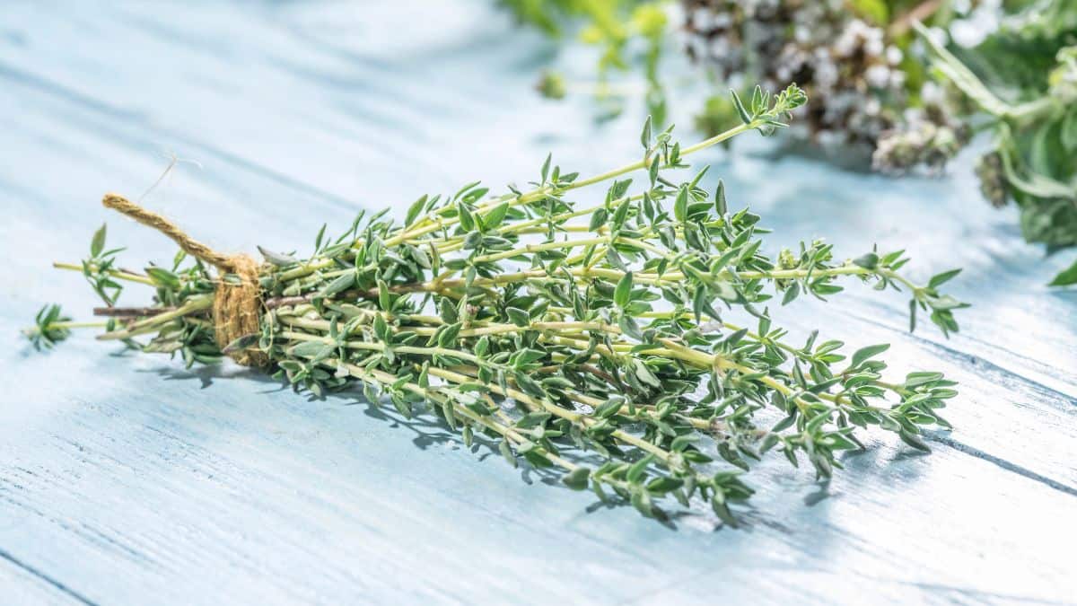 thyme