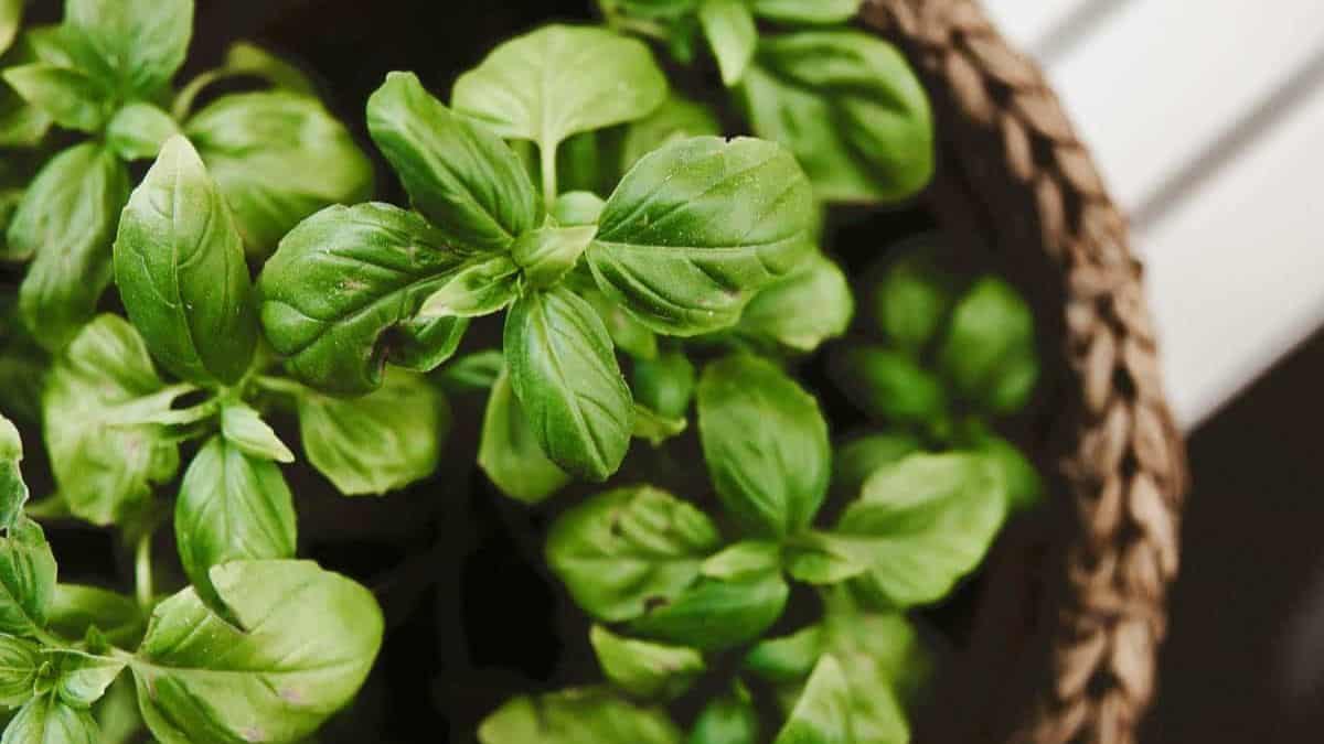 Basil plant