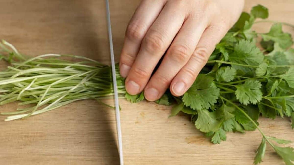 Chopping a cilantro.