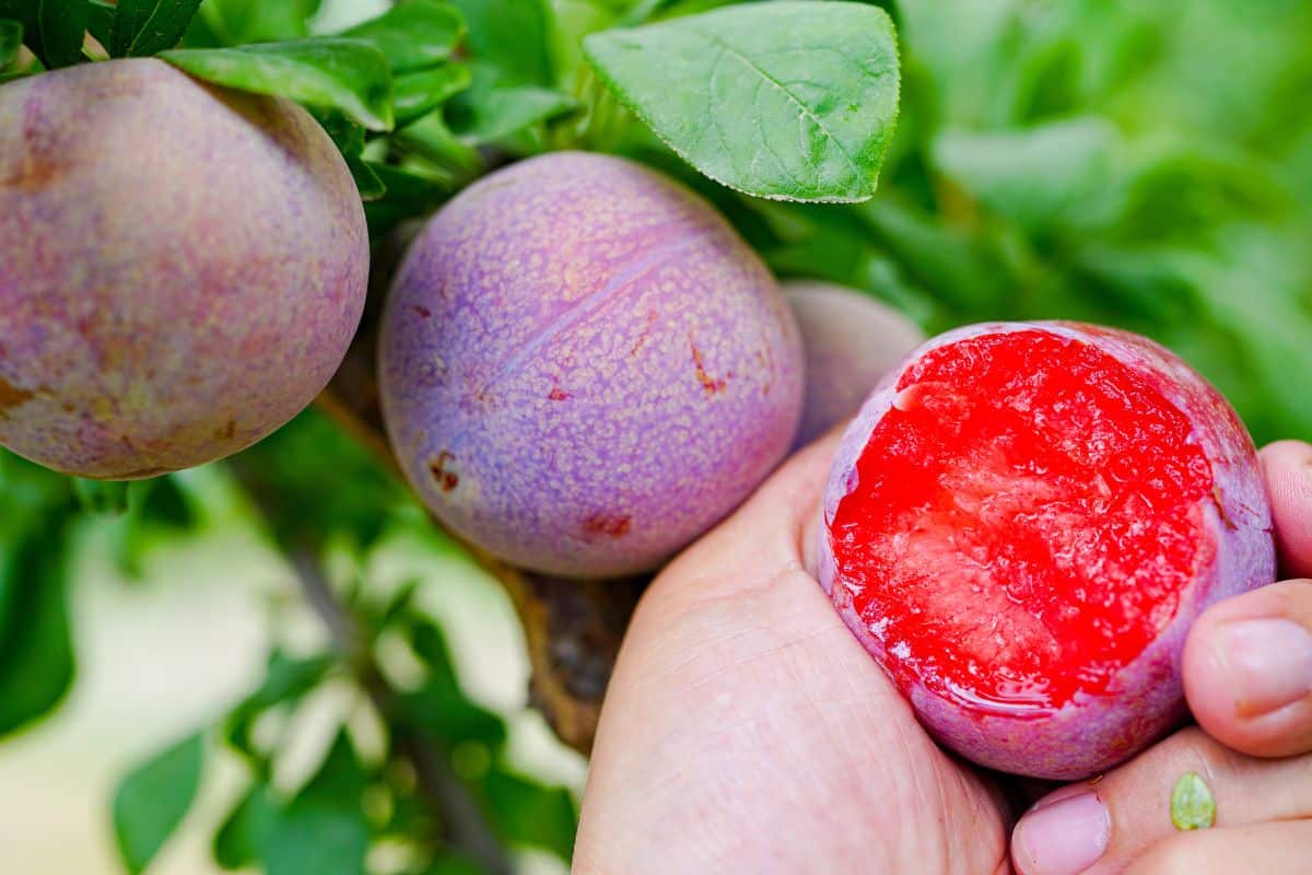 Ripe pluot fruit on the tree