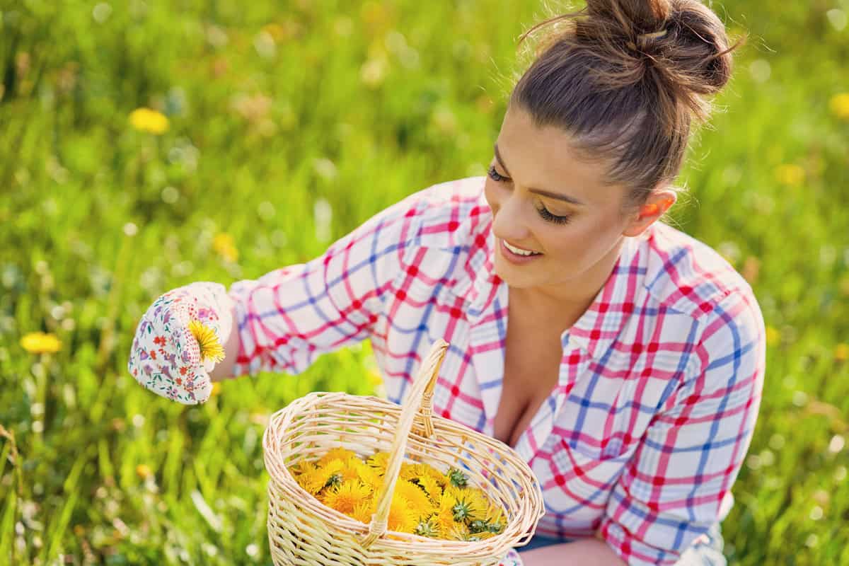 Basket of fresh yellow natural dandelion herb. High quality photo