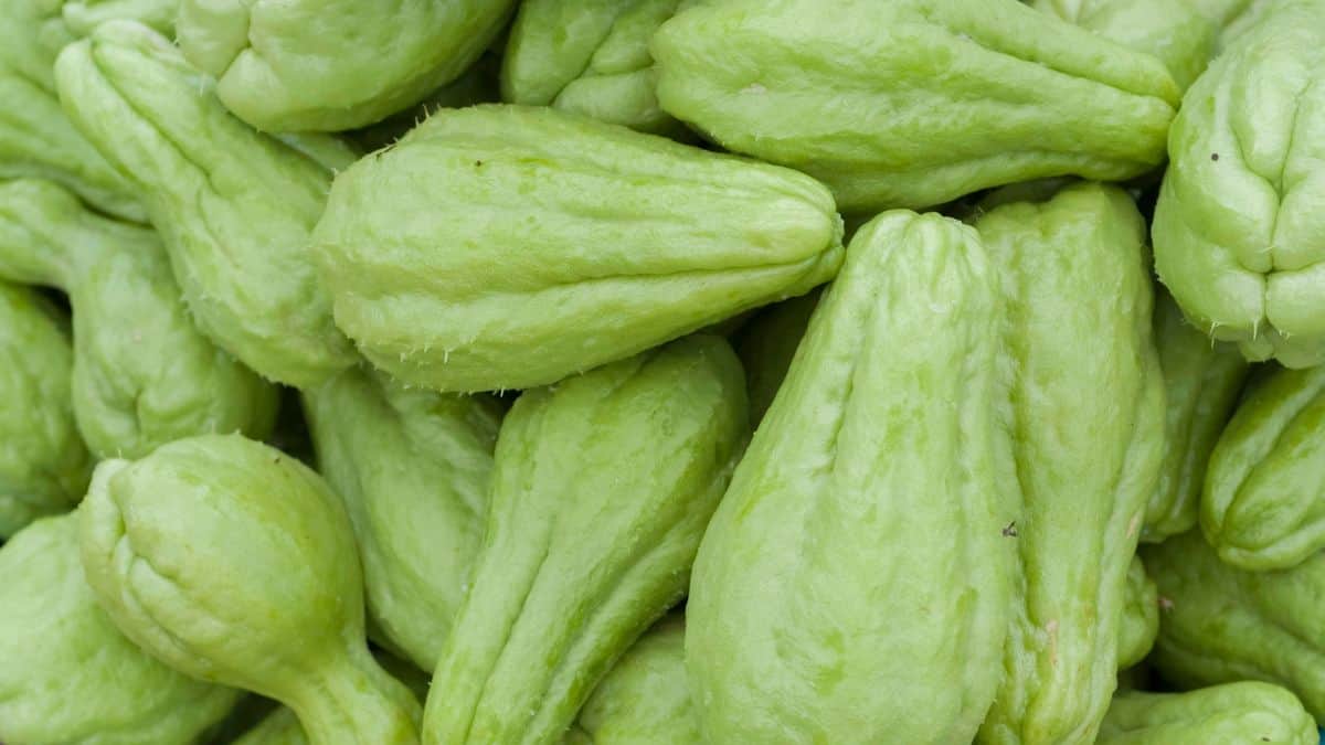 Chayote