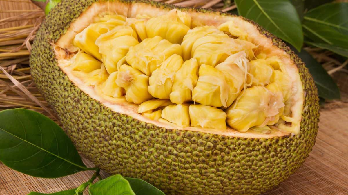 Jackfruit