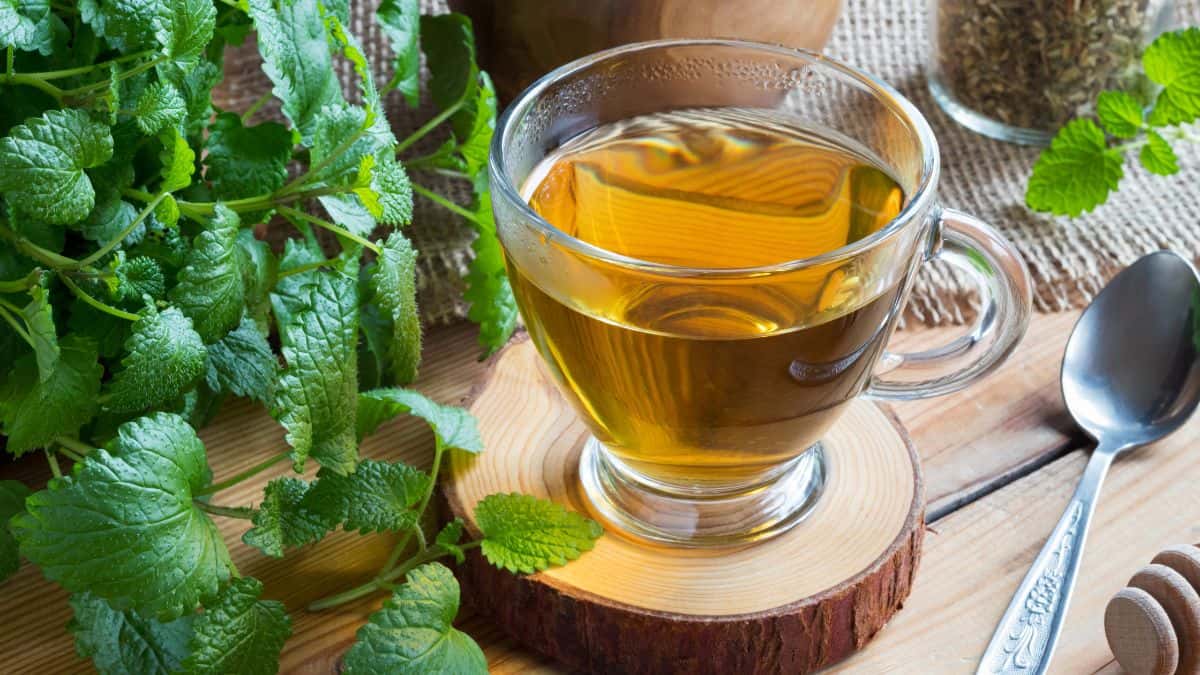 Lemon Balm tea