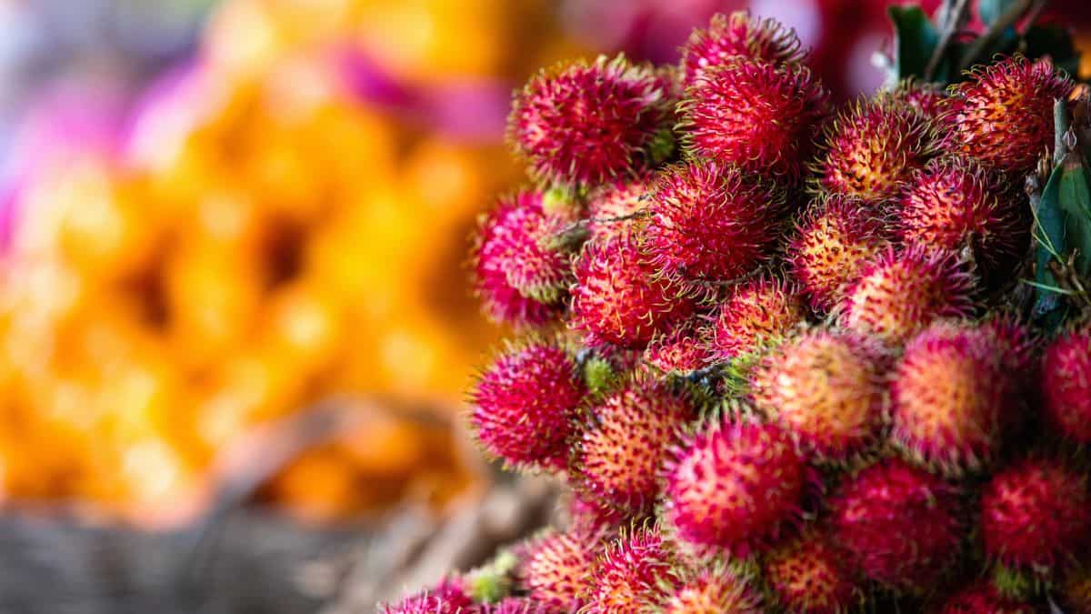 Rambutan