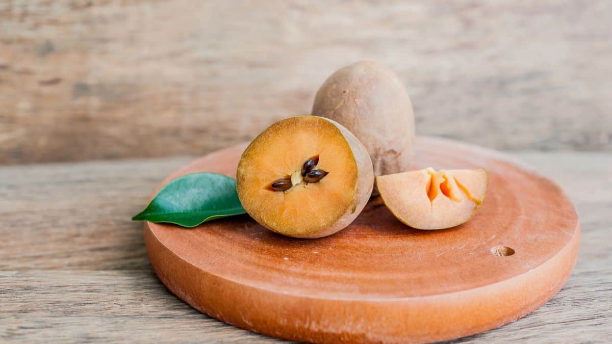 Sapodilla
