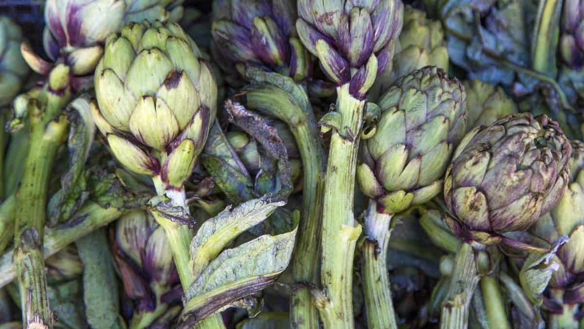 artichokes