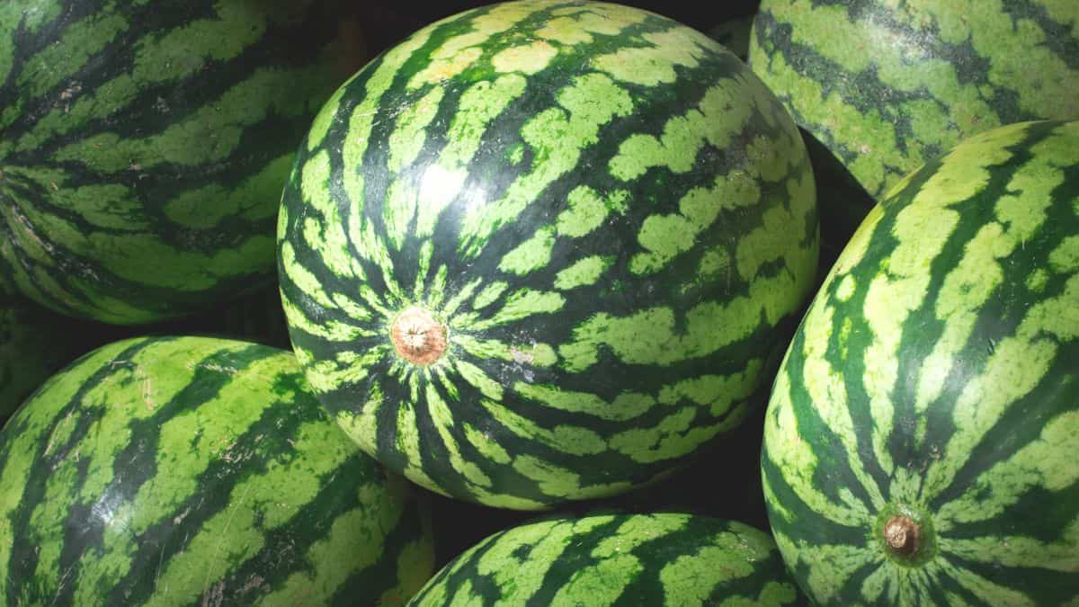 watermelon
