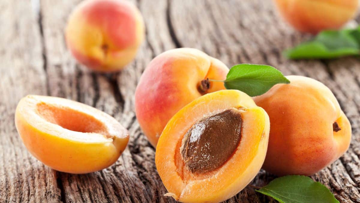 Apricot