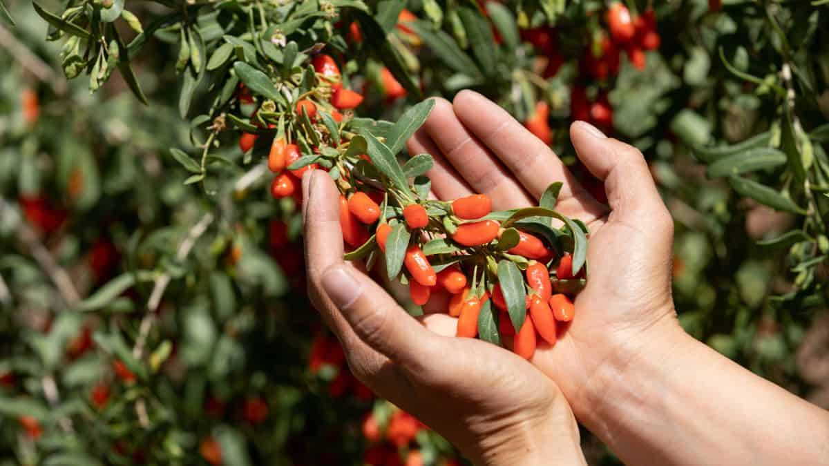 Goji Berries