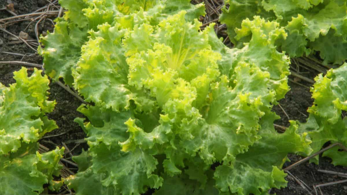 Mustard Greens
