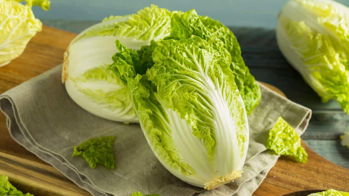 Napa Cabbage