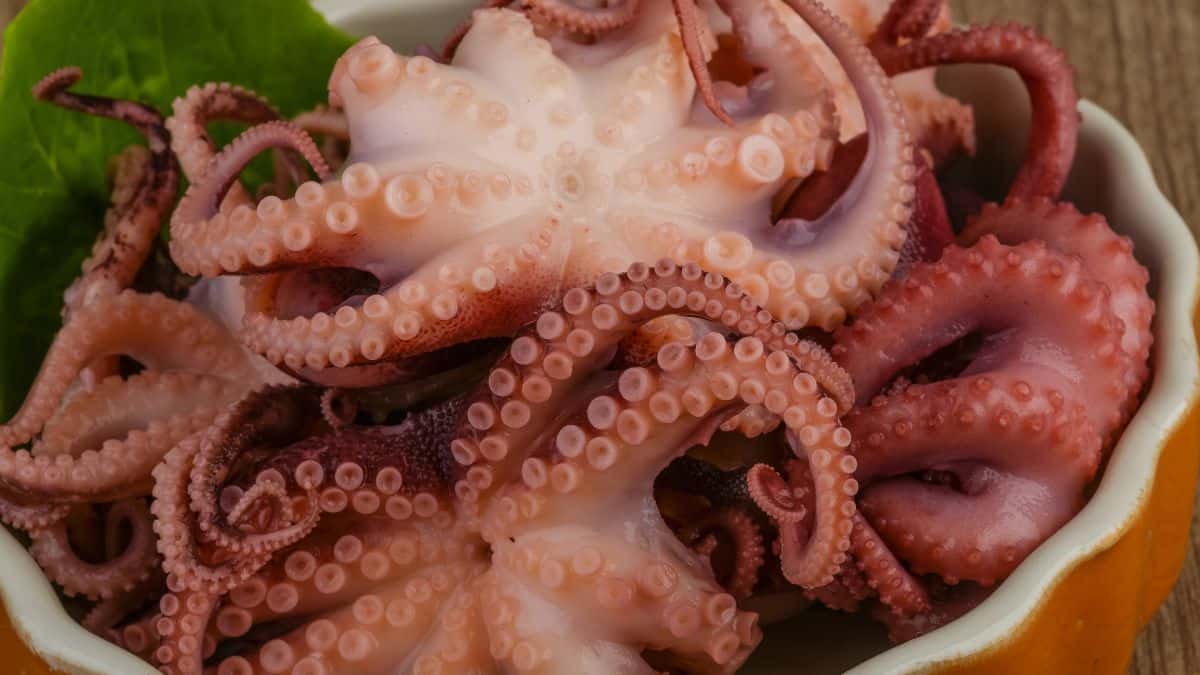 Octopus