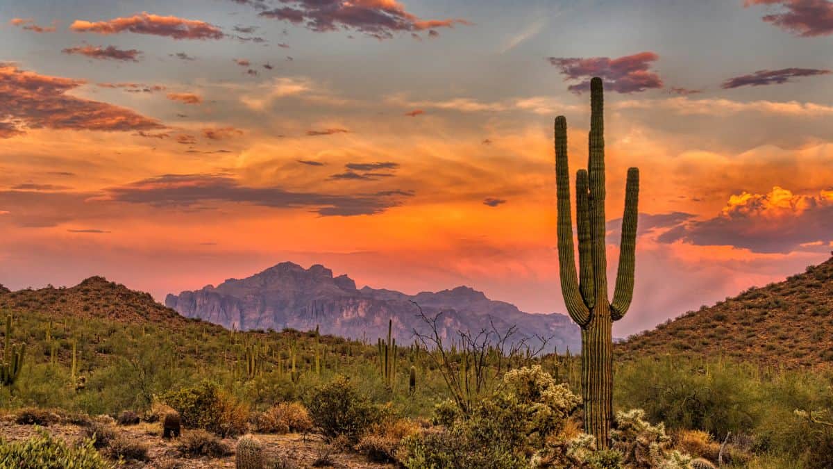 phoenix