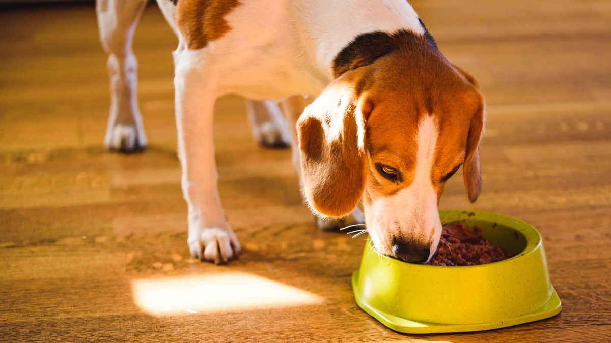 beagle dog eating canned dog food