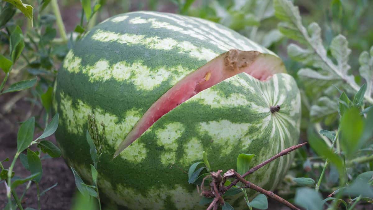 cracked watermelon