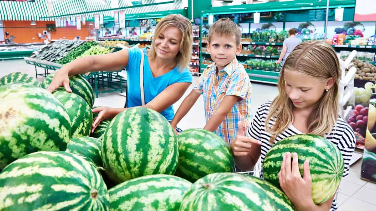 family picking watermelon