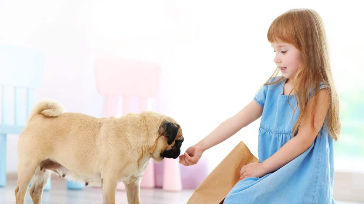 girl feeding dog