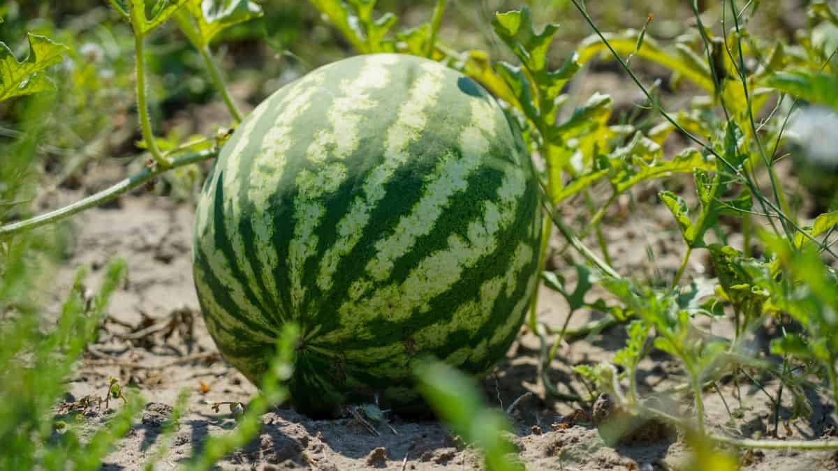watermelon in field