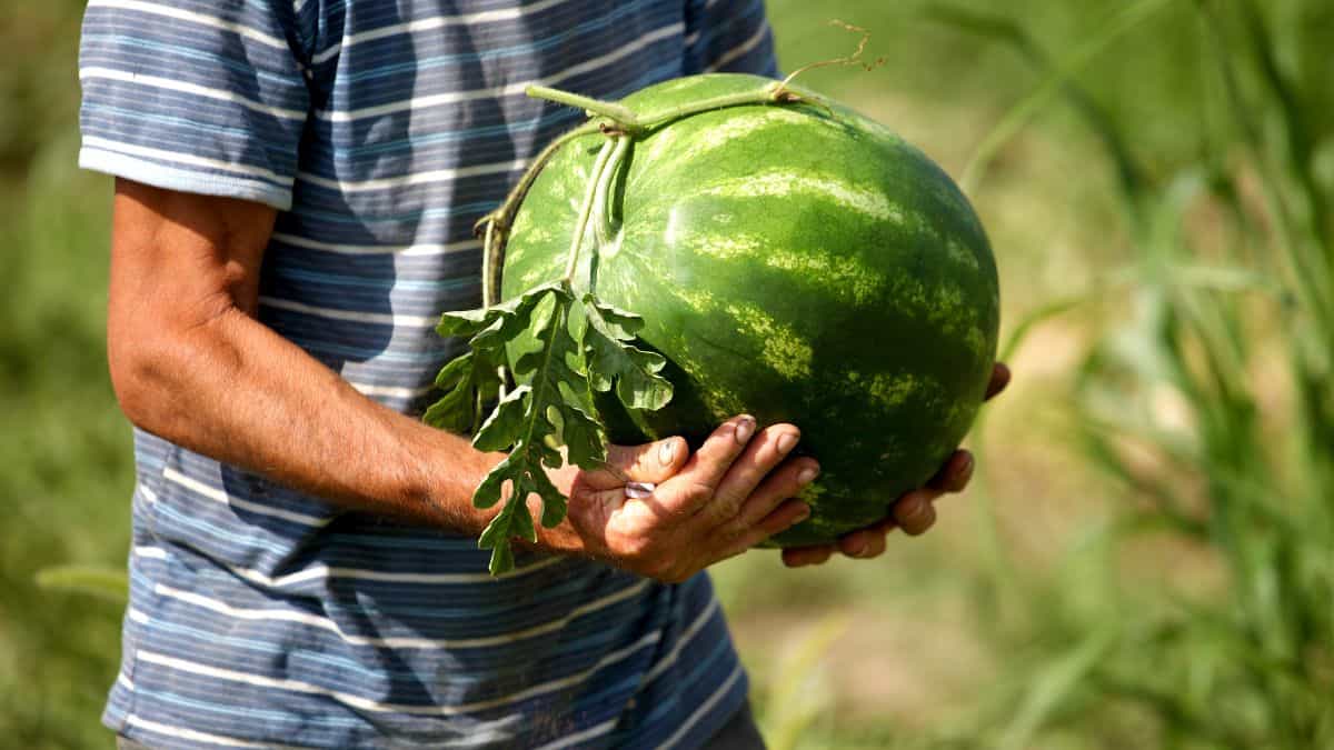 watermelon with stem