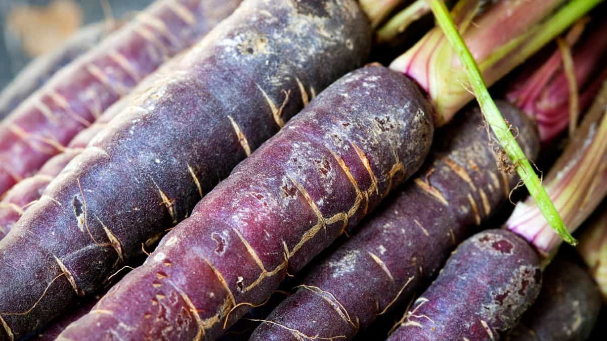 Heirloom Carrots