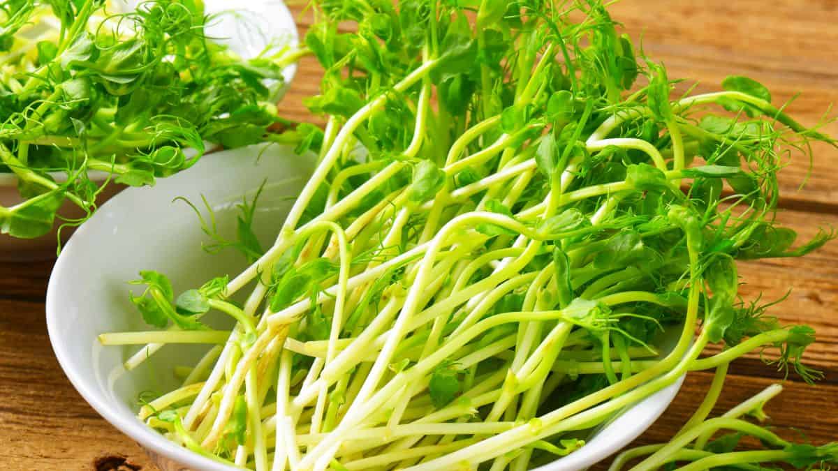 Pea Shoots