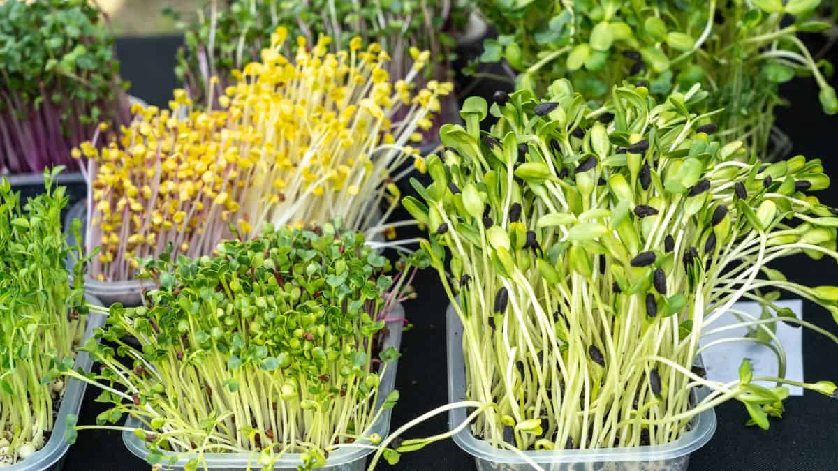 Microgreens Ermak