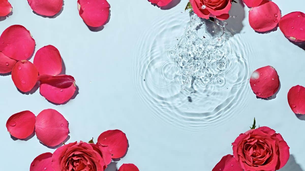 Rose Water