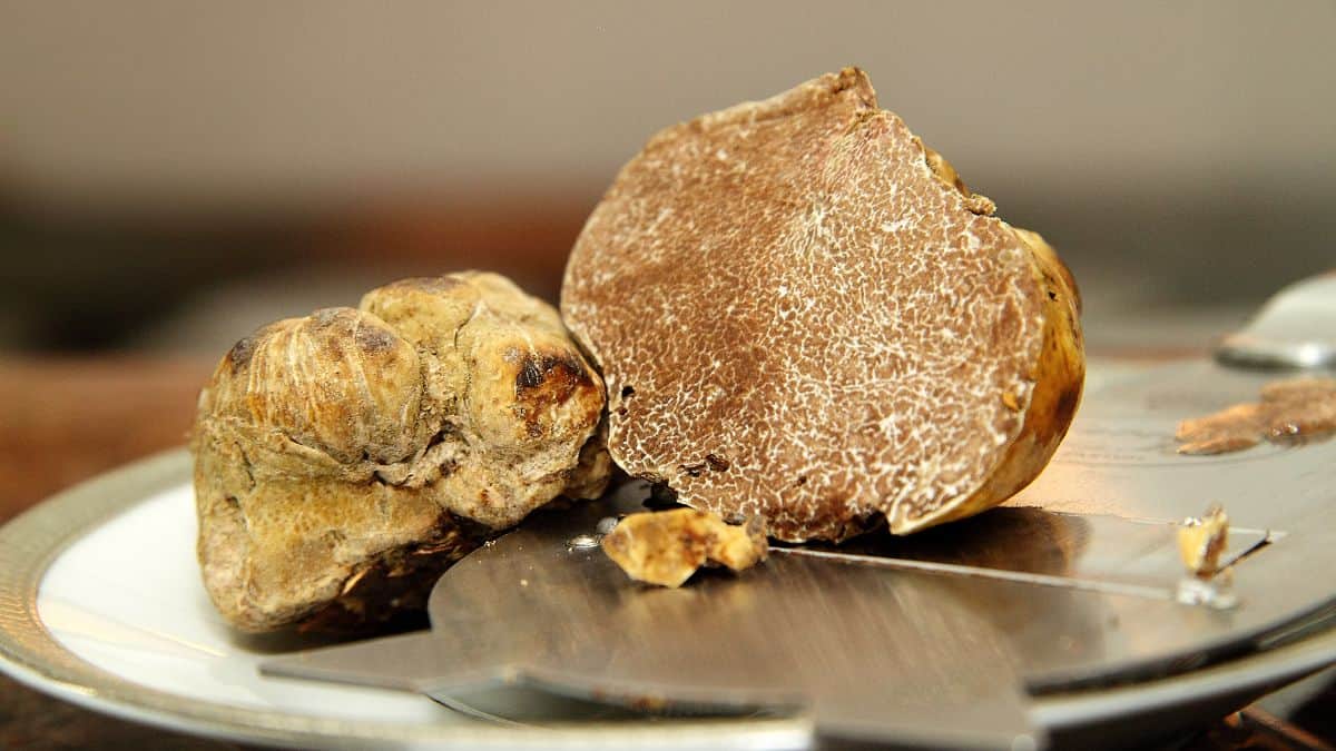 White Truffles