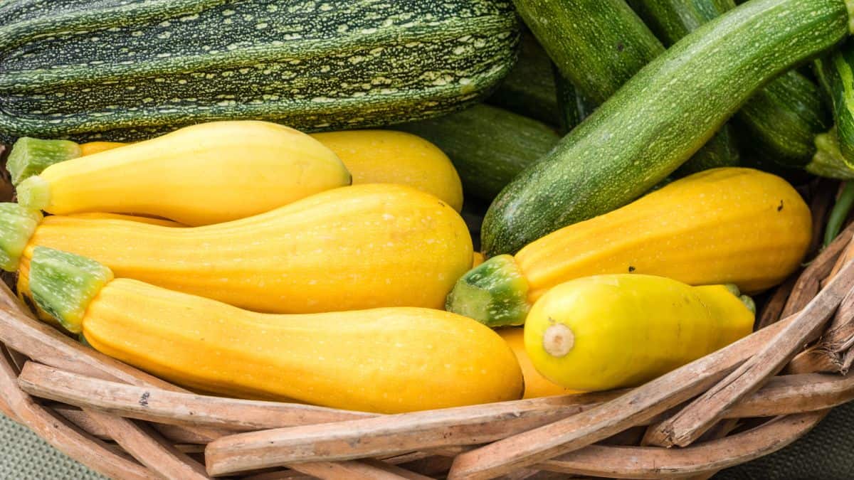 summer squash