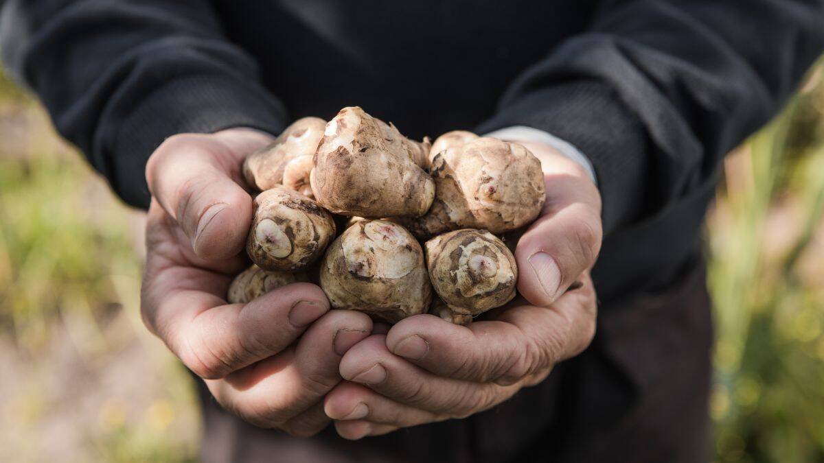 Jerusalem Artichokes