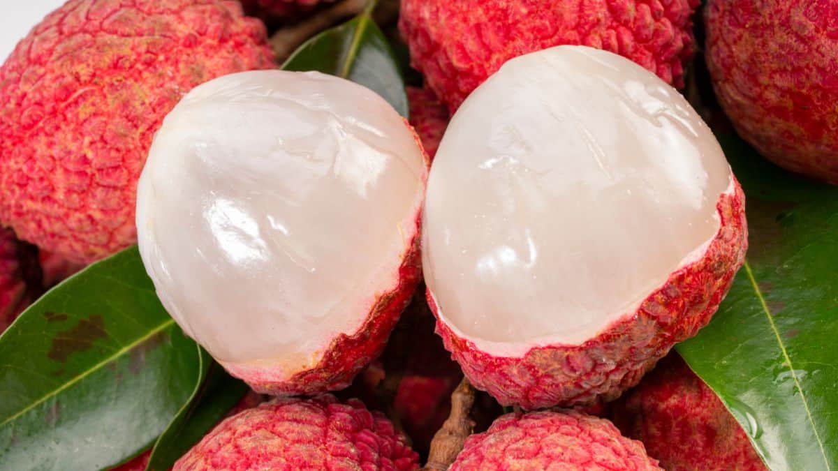 Lychee