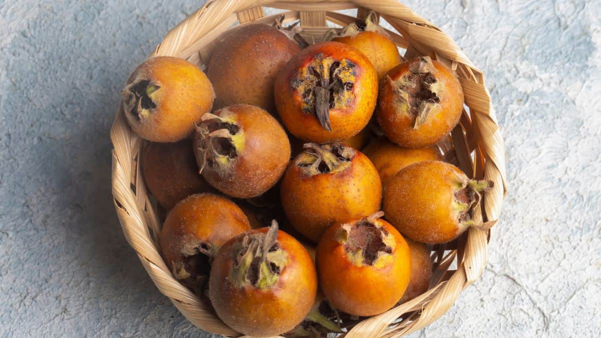 Medlars
