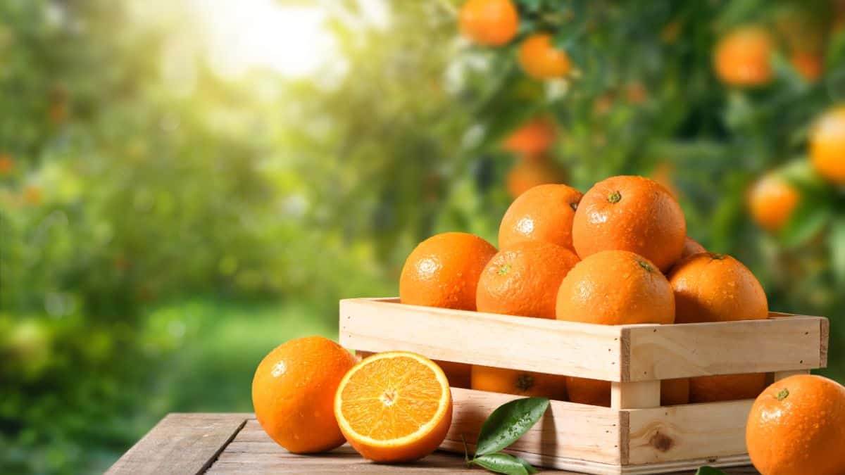 Oranges