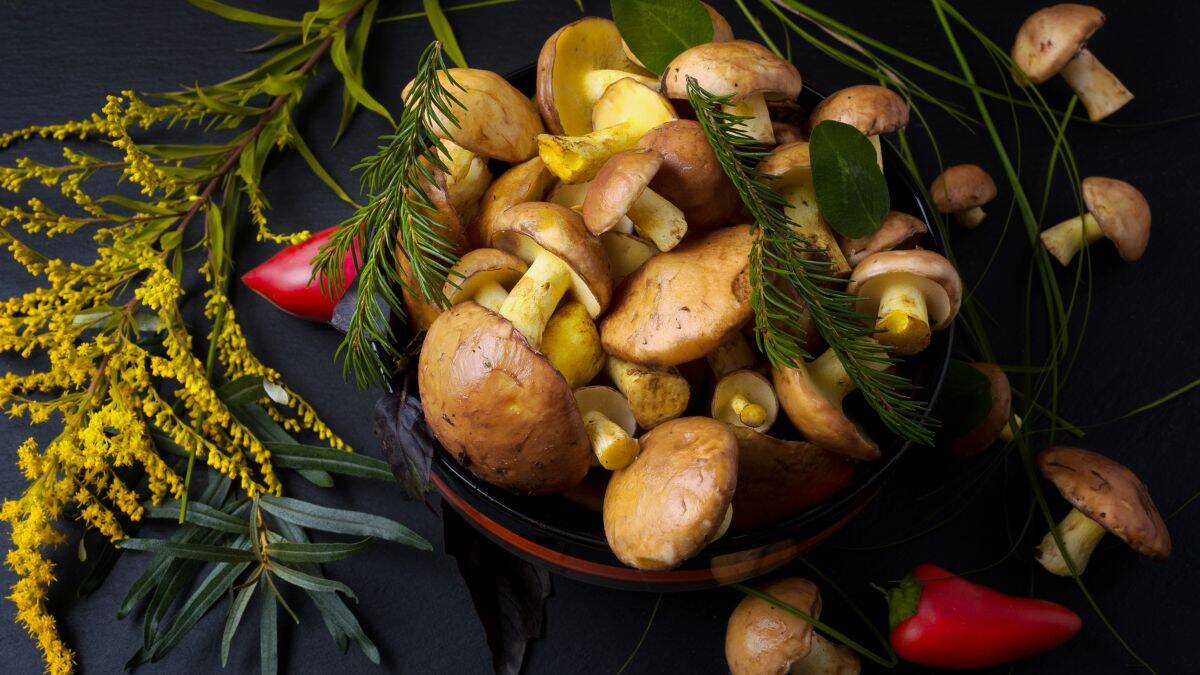 Slippery Jack Mushrooms