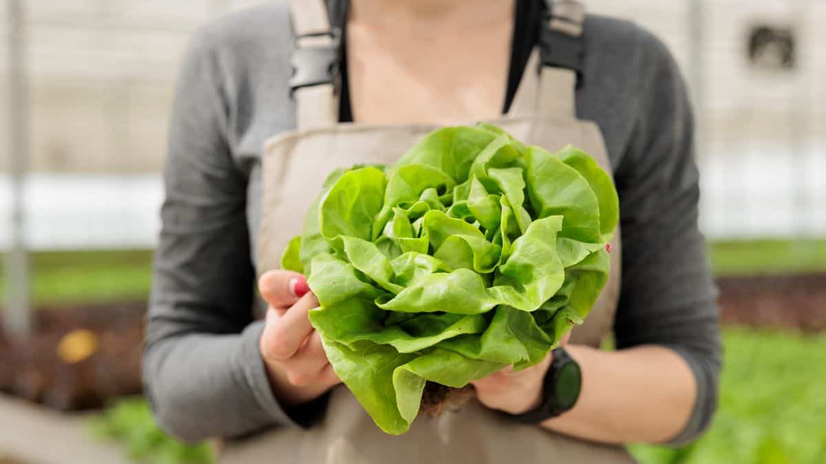 woman holding lettuce