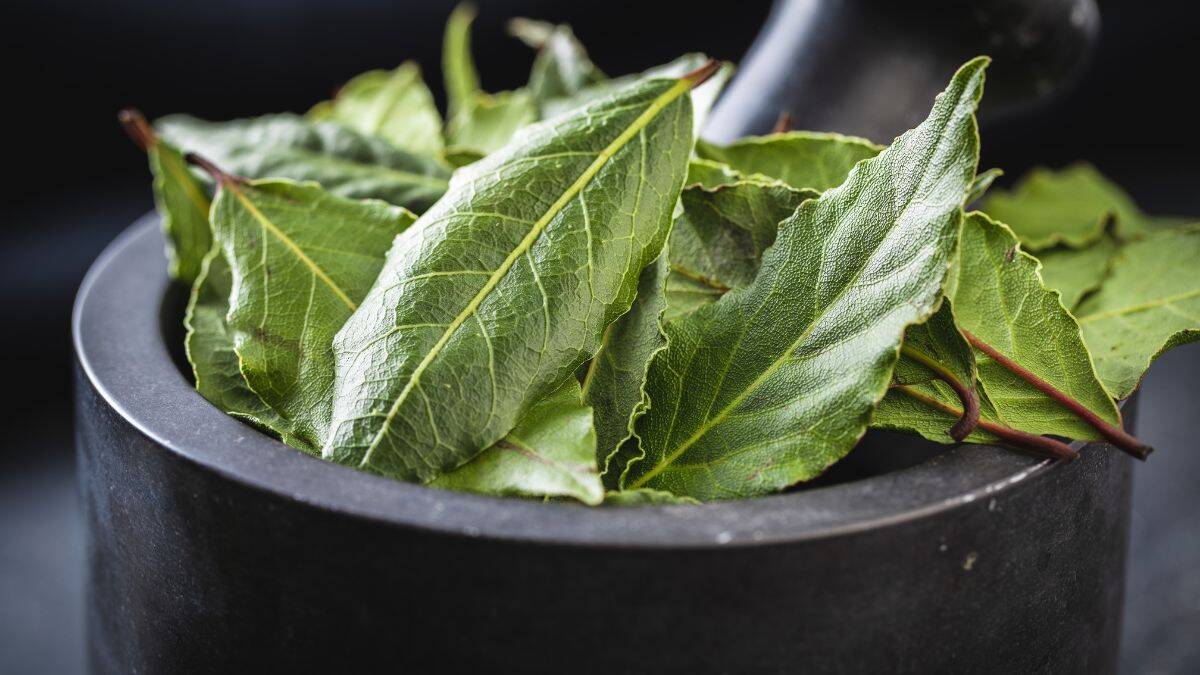 Bay Leaves